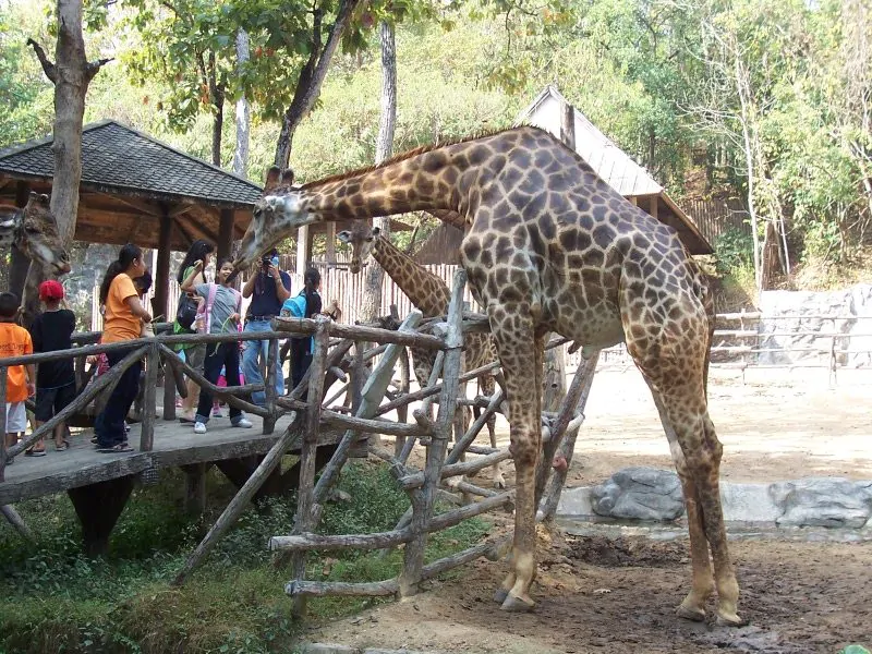 chiang-mai-zoo-giraffe-eating-4012044